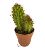 Pitayo Dulce - (Stenocereus Thurberi) - Imagen 6