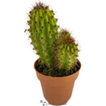 Pitayo Dulce - (Stenocereus Thurberi)