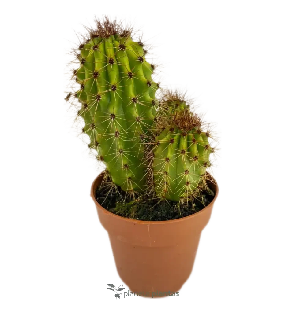 Stenocereus thurberi - Suculentas y Cactus directos del Productor