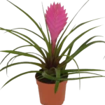 Tillandsia Cyanea