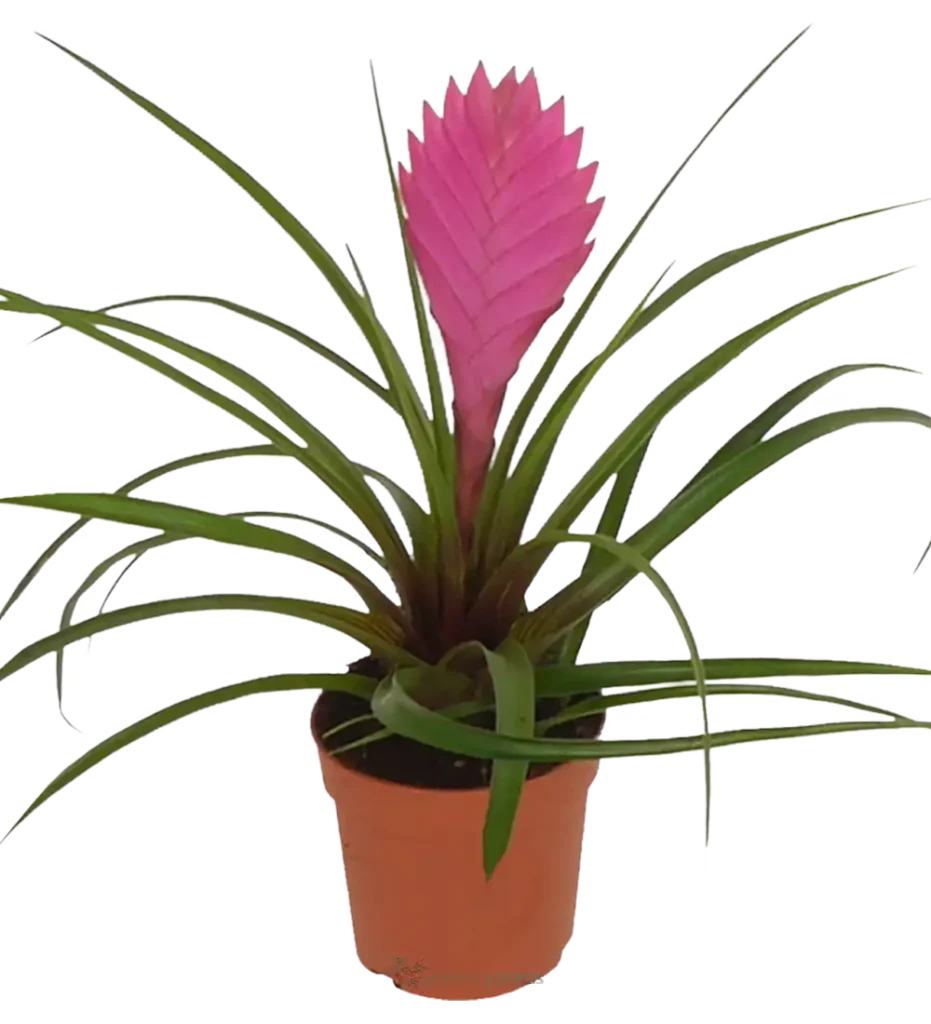 TILLANDSIA CYANEA - Suculentas y Cactus directos del Productor