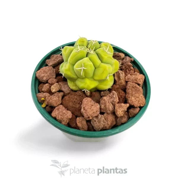 Thelocactus hexaedrophorus