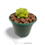 Thelocactus hexaedrophorus - Imagen 4