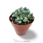 Titanopsis Schwantesii