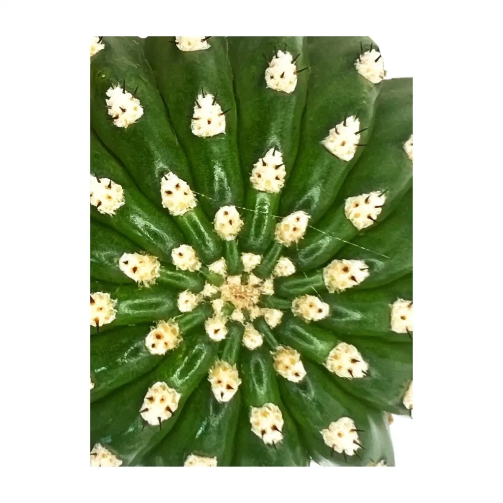 Trichocereus grandiflorus mil flores blanco 04 - Suculentas y Cactus directos del Productor