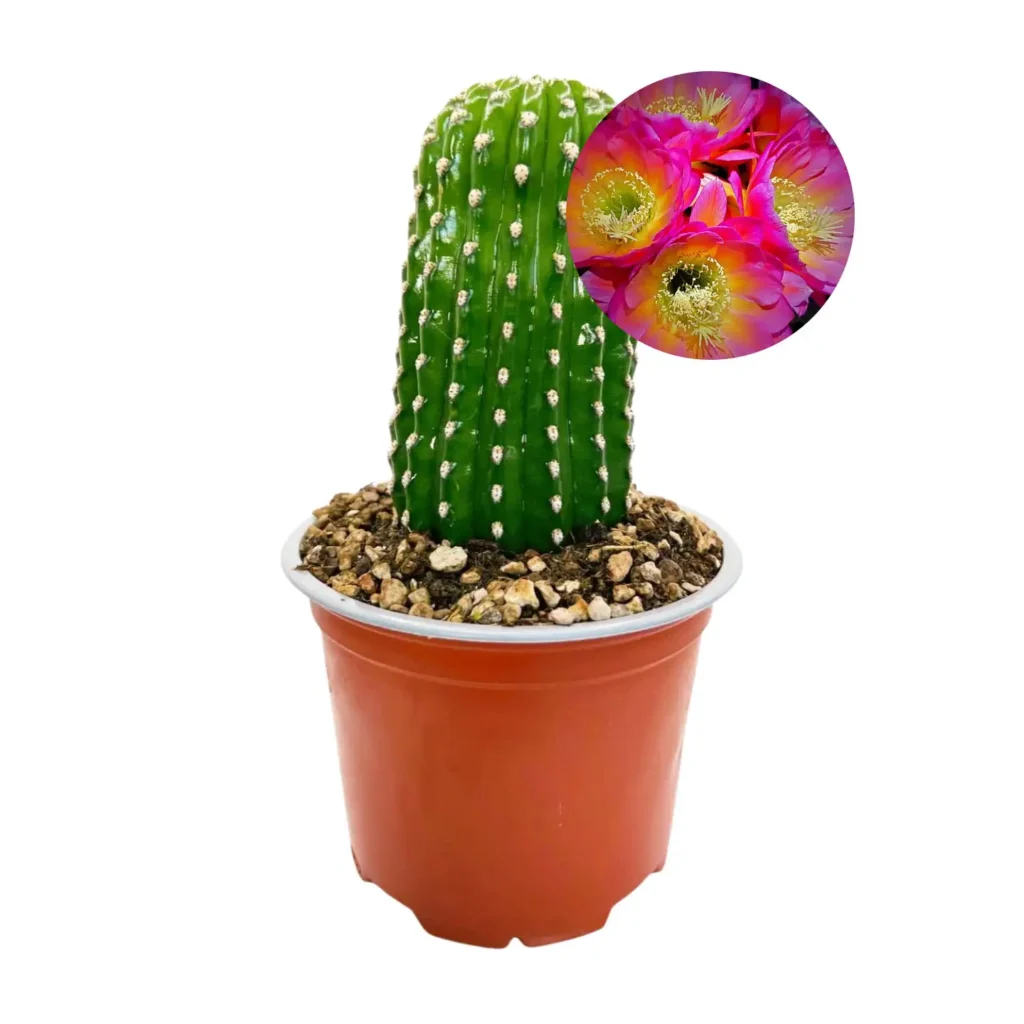 Trichocereus grandiflorus mil flores color - Suculentas y Cactus directos del Productor