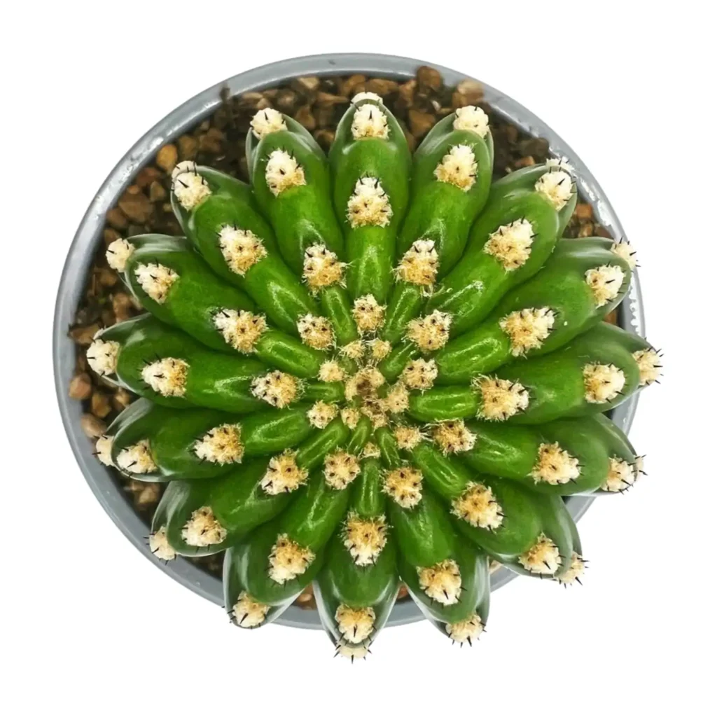 Trichocereus grandiflorus mil flores color 02 - Suculentas y Cactus directos del Productor