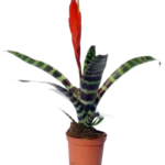 Vriesea Splendens