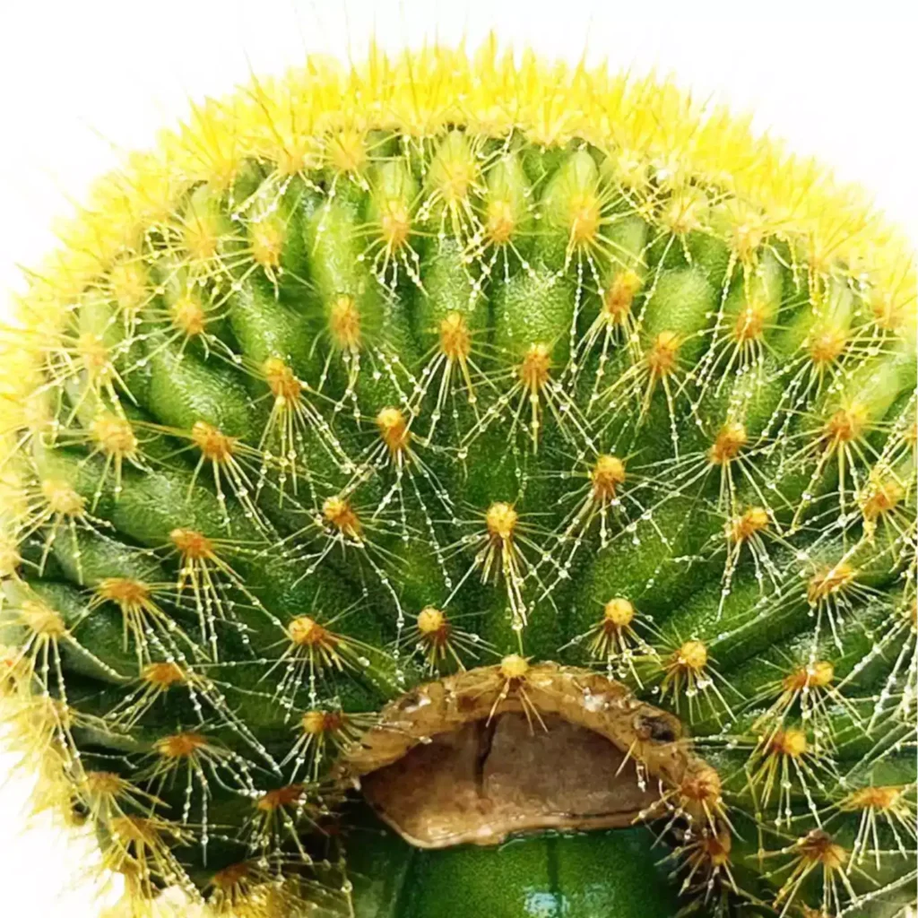 Vatricania guentheri cristata 2 - Suculentas y Cactus directos del Productor