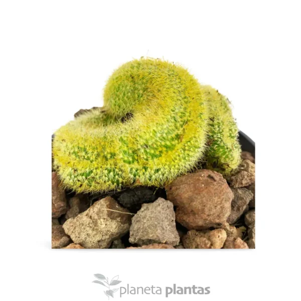Vatricania Guentheri Cristata