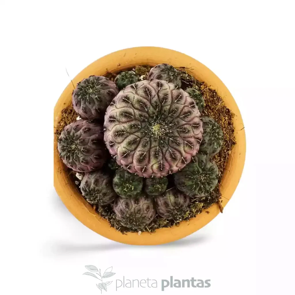 Weingartia rauschii violacidermis 02 - Suculentas y Cactus directos del Productor