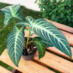 Xanthosoma Lindenii Caladium Magnificum