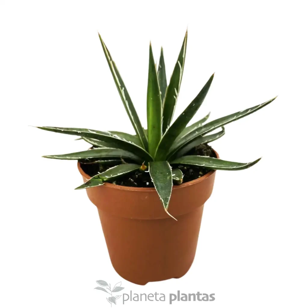 agave parvifora Maguey Sobari - Suculentas y Cactus directos del Productor
