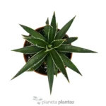 Agave parviflora - Imagen 3