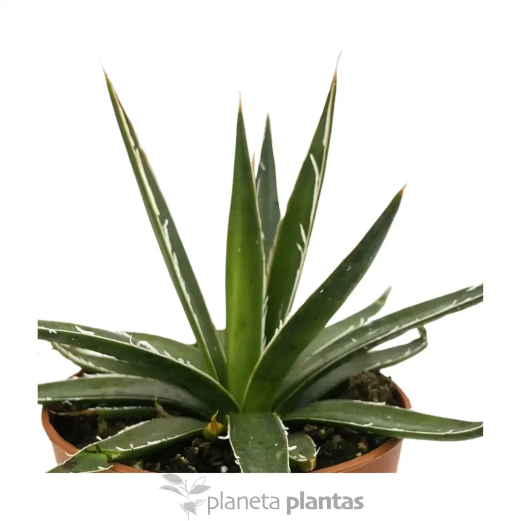 agave parvifora Maguey Sobari 3 - Suculentas y Cactus directos del Productor