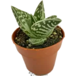 Aloe Tigre - (Aloe Variegata)