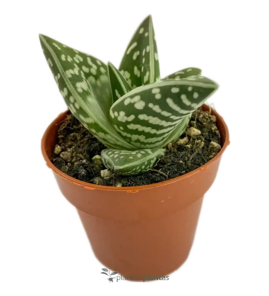 aloe variegata - Suculentas y Cactus directos del Productor