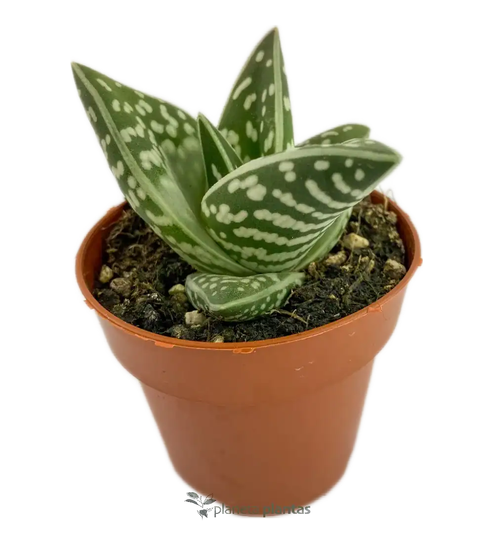 aloe-variegata.webp Aloe Tigre - (Aloe Variegata) - Imagen 1