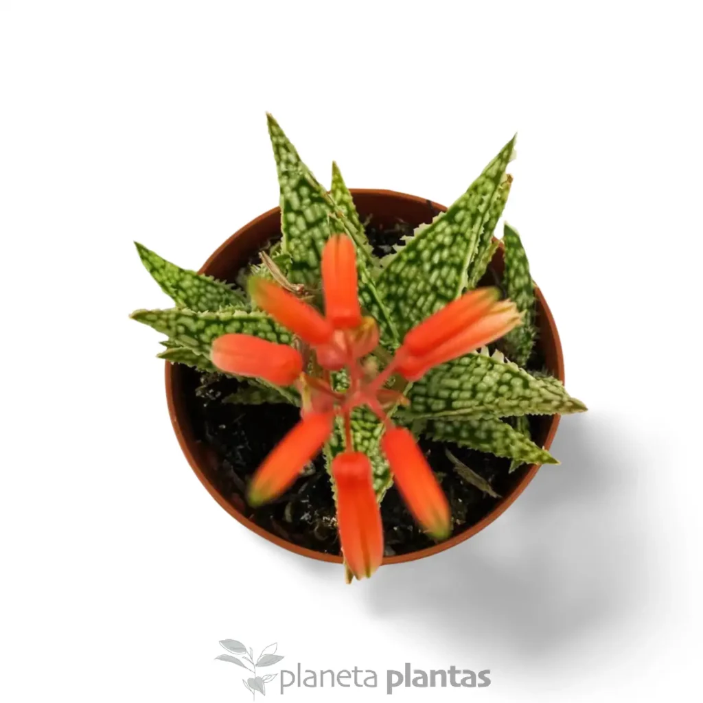 Suculentas y Cactus - Suculentas y Cactus directos del Productor aloe christmas Carol 2 - Suculentas y Cactus directos del Productor