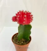 Cactus Ingerto - Imagen 8