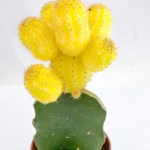 Cactus Ingerto