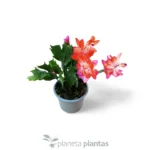 Cactus de Navidad - Imagen 5