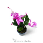 Cactus de Navidad - Imagen 3