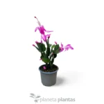 Cactus de Navidad - Imagen 4