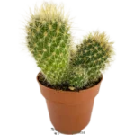 Barril De Oro - (Echinocactus Grusonii )