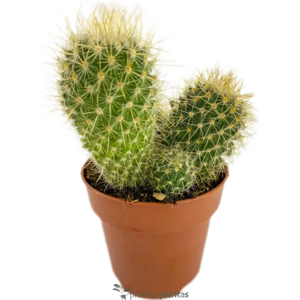 Barril De Oro - (Echinocactus Grusonii )