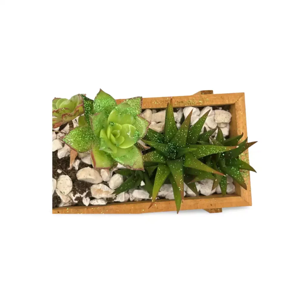 conjunto brillo 1 - Suculentas y Cactus directos del Productor