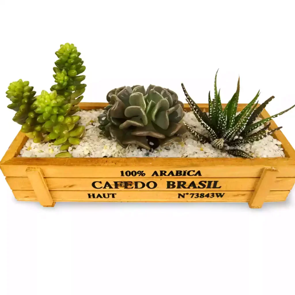 conjunto suculentas madera 2 02 - Suculentas y Cactus directos del Productor