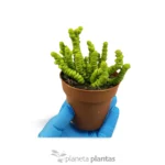 Crassula Perforata - Imagen 3