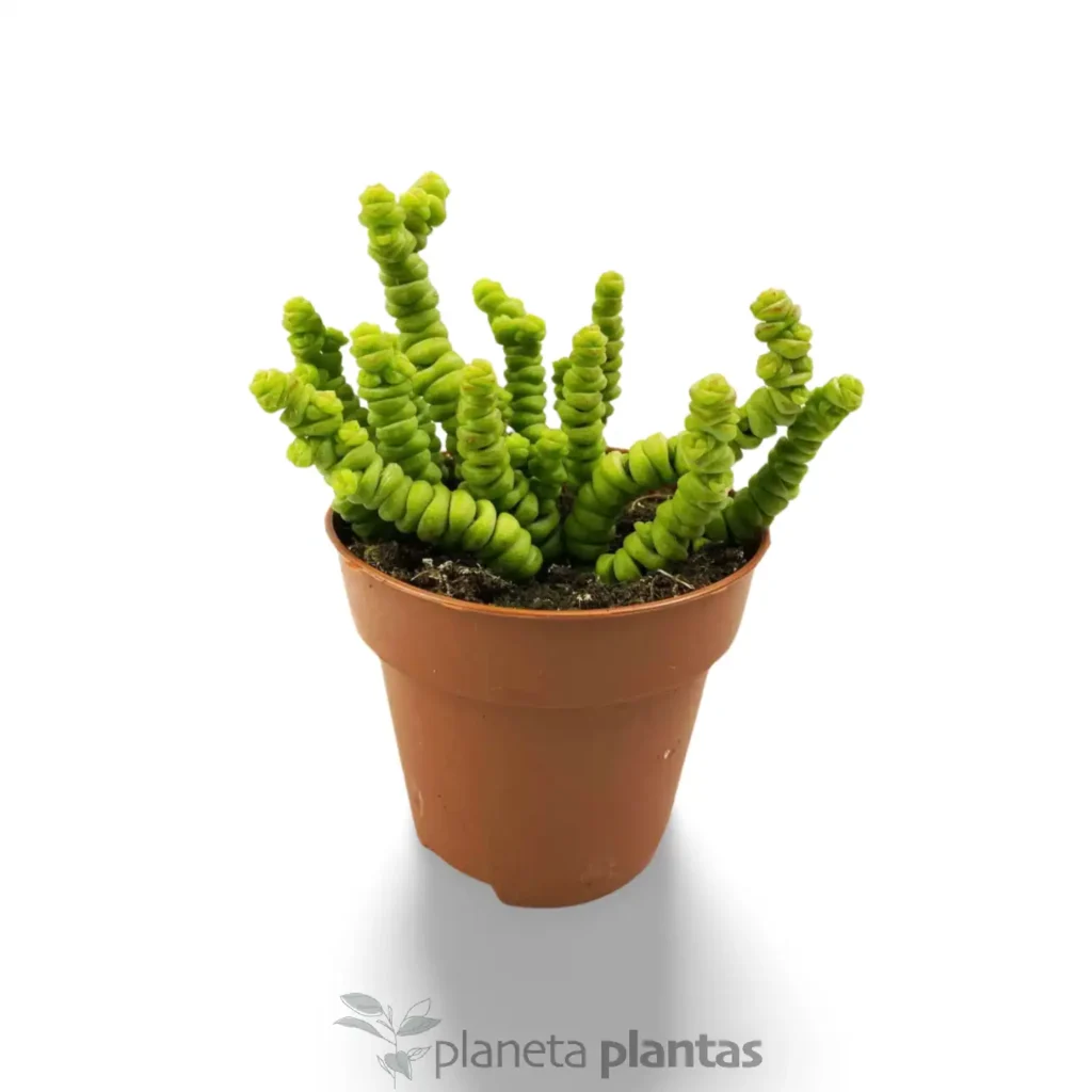 crasula perforada 1 - Suculentas y Cactus directos del Productor