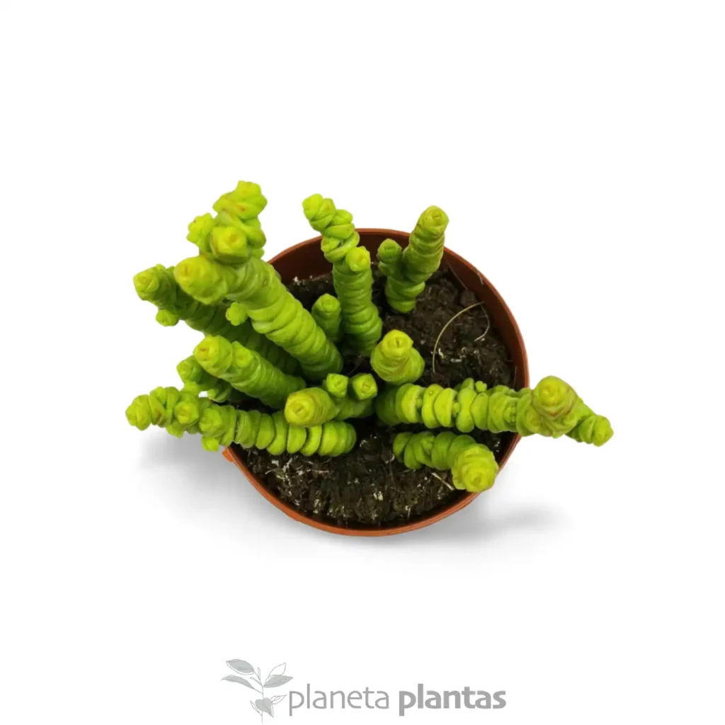 crasula perforada 2 - Suculentas y Cactus directos del Productor