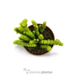 Crassula Perforata - Imagen 2
