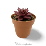 Echeveria agavoides Rubin Romeo - Imagen 2