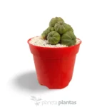 Euphorbia Obesa Colección - Imagen 2