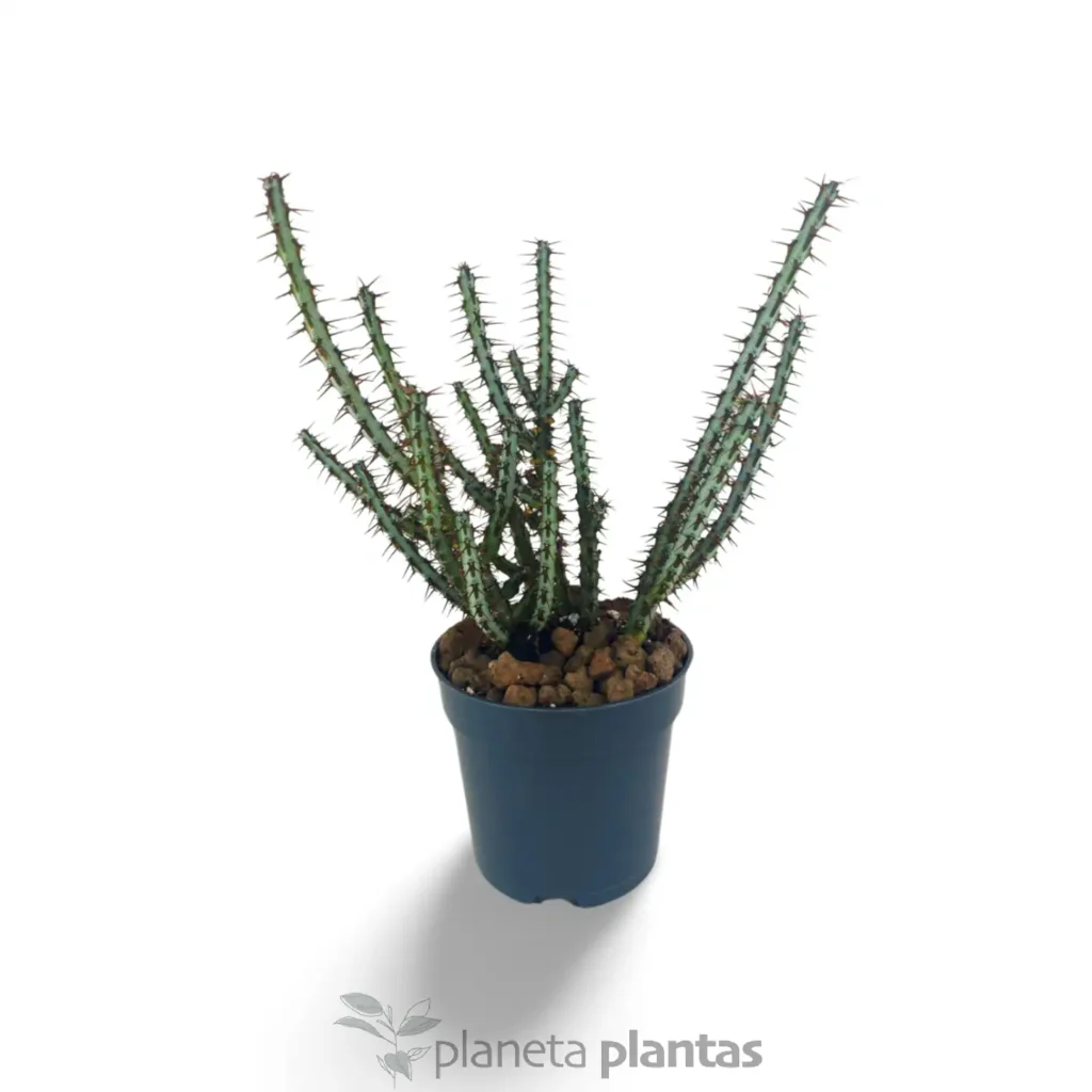euphorbia aeruginosa - Suculentas y Cactus directos del Productor