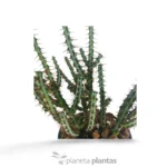 Euphorbia Aeruginosa - Imagen 4