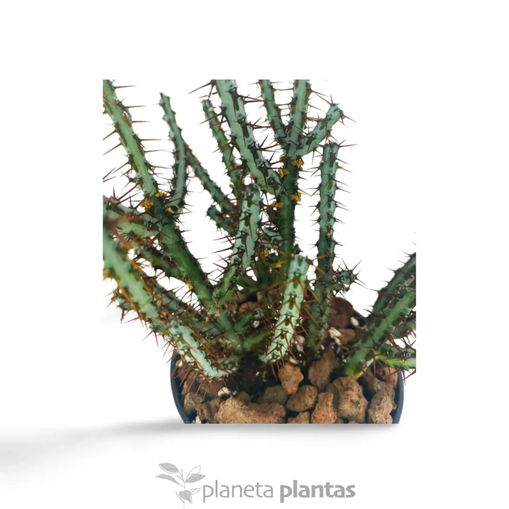euphorbia aeruginosa 3 - Suculentas y Cactus directos del Productor