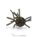 Euphorbia Aeruginosa - Imagen 3