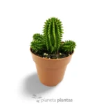 Euphorbia Suzannae - Imagen 4