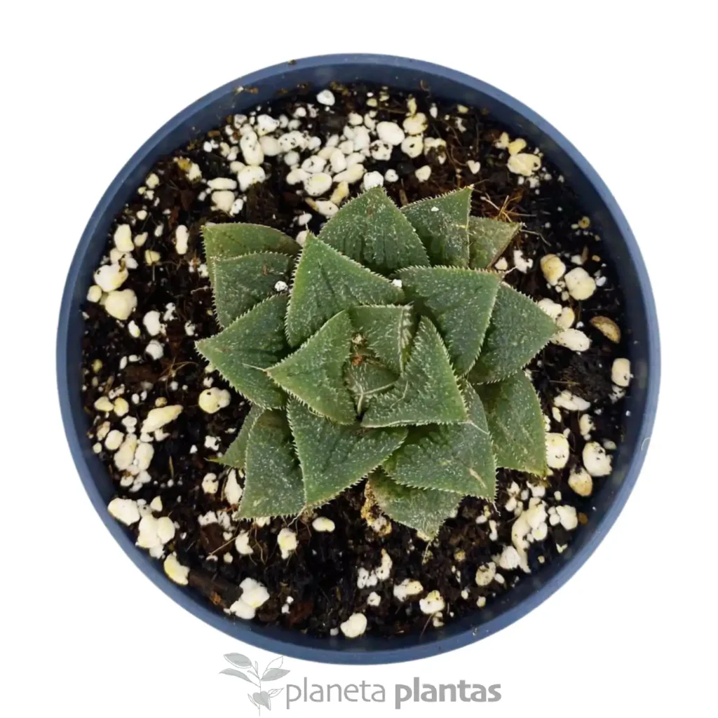 haworthia pygmaea - Suculentas y Cactus directos del Productor