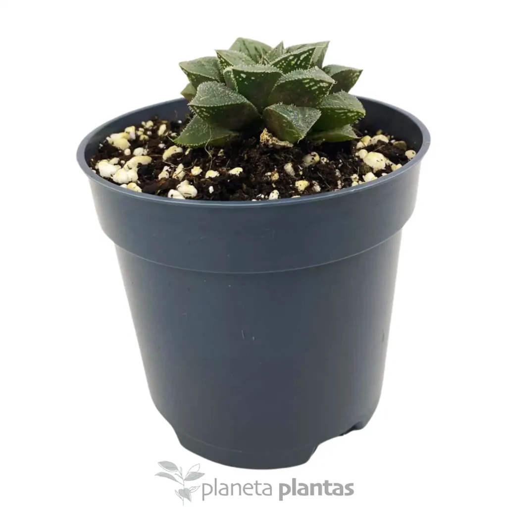 haworthia pygmaea 4 - Suculentas y Cactus directos del Productor