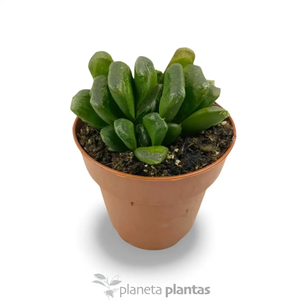 hawortia truncada 1 - Suculentas y Cactus directos del Productor