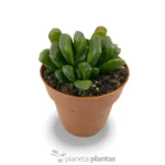 Haworthia Truncata
