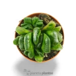 Haworthia Truncata - Imagen 3