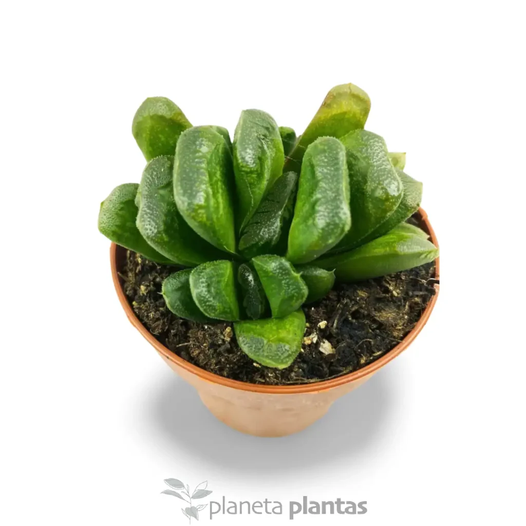 hawortia truncada 3 - Suculentas y Cactus directos del Productor
