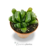 Haworthia Truncata - Imagen 2